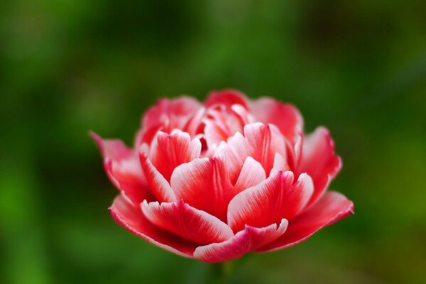 Bel bocciolo di fiore rosa