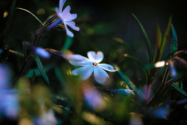 Immagine di colori blu con riflessi