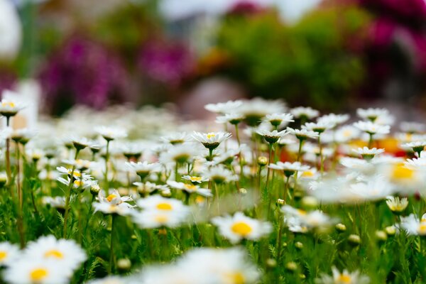Chamomile field with bokeh effect