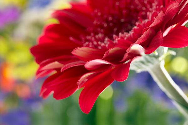 Shakar scarlet macro gerbera