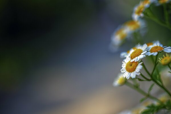 Macro photo of daisies on a blurry background