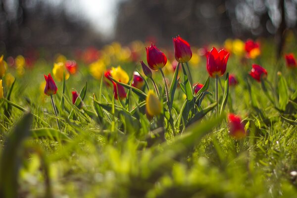 Imagen borrosa del campo con tulipanes amarillos y rojos