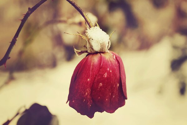 Rosa rossa appassita nella neve