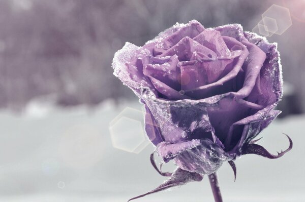 Givre sur une rose pourpre dans la neige