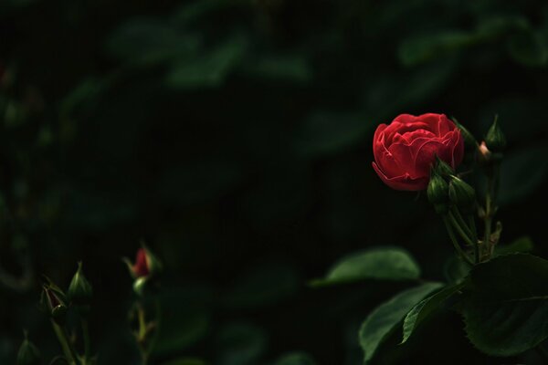 Beautiful blooming rose buds
