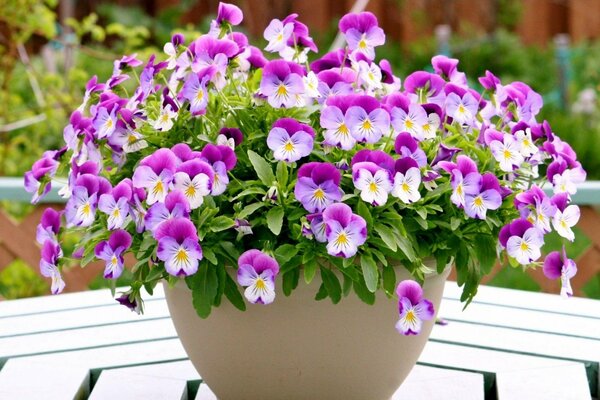 A bouquet of pansies in a vase on the table