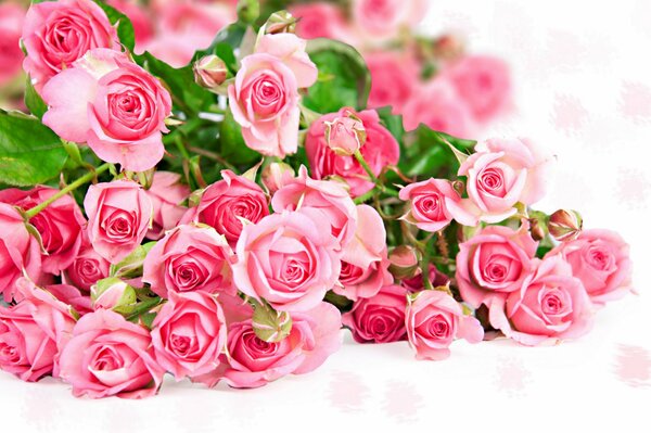 A lot of pink roses fell at my feet