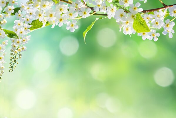 Sakura-Foto auf einem zarten grünen Hintergrund