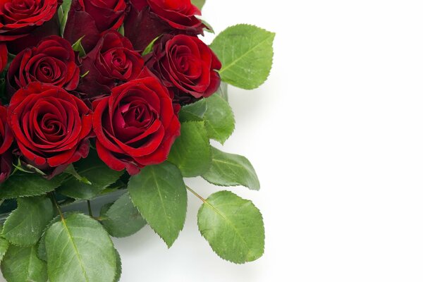 Bouquet of beautiful red roses