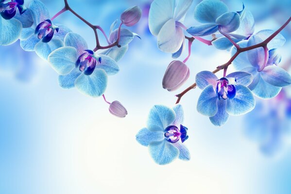 Orchid blooming on a blue background
