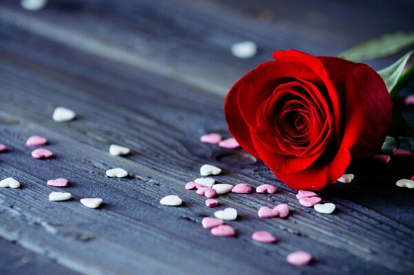 A rose lying on the table against a background of small multicolored hearts