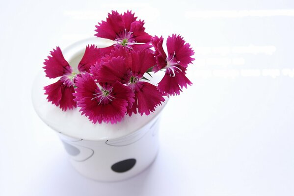 Garofani rosa in vaso bianco con motivo