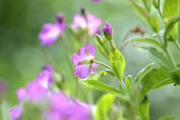 Fiori e boccioli lilla sfocati