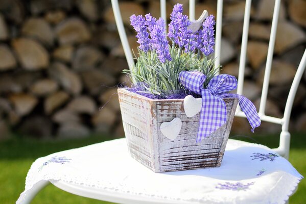 A pot of lavender standing on a snow-white chair with a ribbon