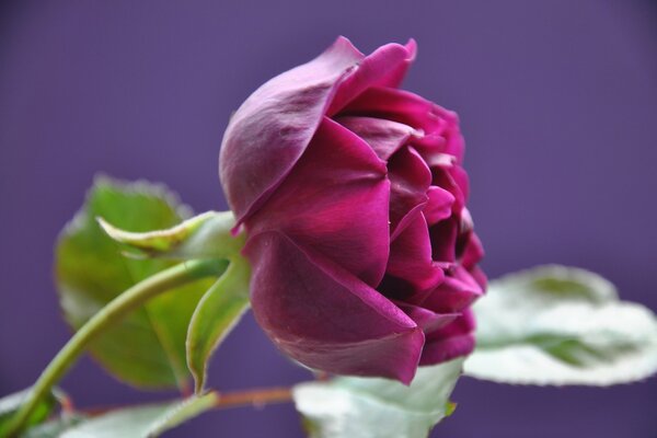 Scarlet velvet rose bud