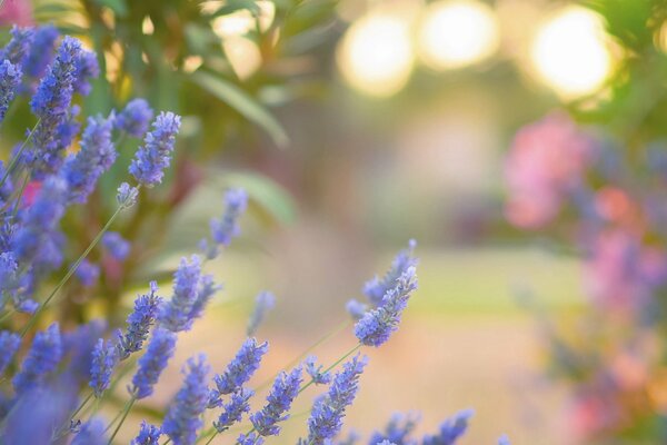 Hermosas flores de Lavanda azul