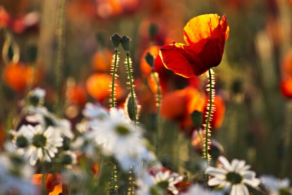 Poppies and daisies on the green grass