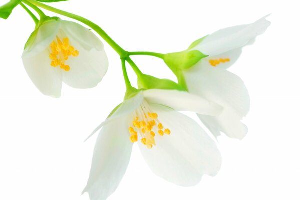 White jasmine flowers evoke a gentle mood