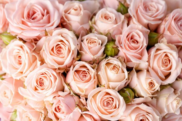 Vue de dessus sur un énorme bouquet délicat de roses roses