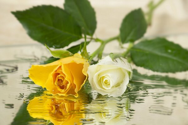Die weiße und gelbe Rose spiegelt sich im Wasser wider