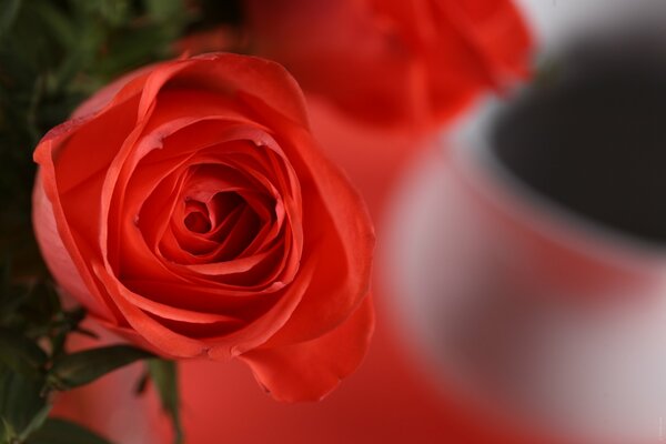 Scarlet rose bud