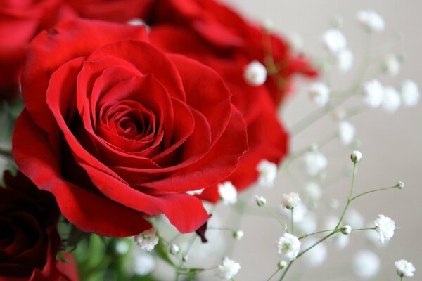 Part of a wedding bouquet of roses