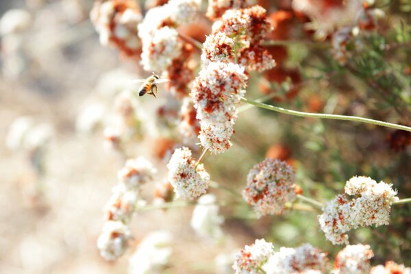 L ape si siede su un fiore bianco