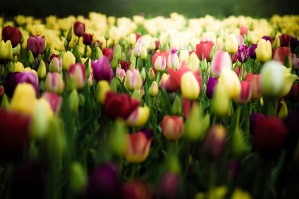Primo piano di un campo di tulipani multicolori
