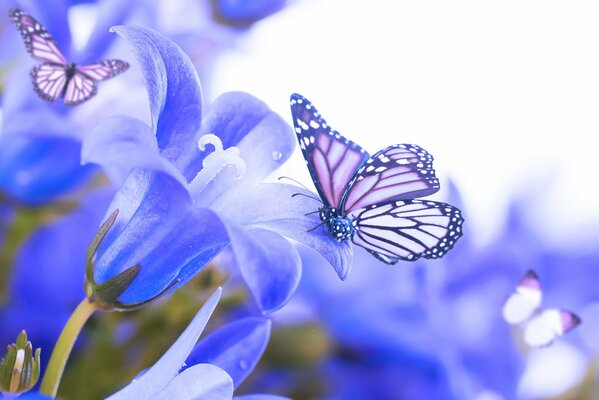 Großer Schmetterling auf einer violetten Blume