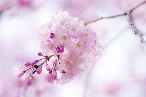 La floraison des cerisiers a lieu au printemps