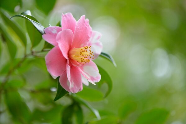Fiore rosa su sfondo verde