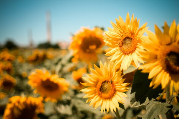 Sunflowers grow well in the field