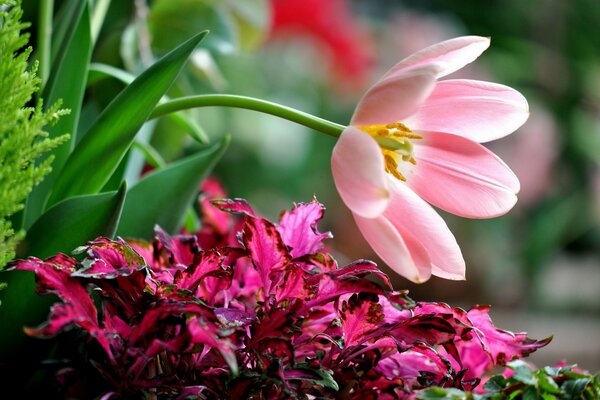 Tenerezza e bellezza in un fiore