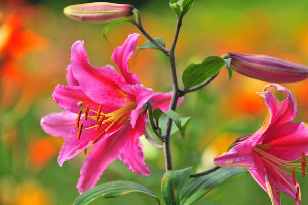 Rosebud lilies in macro shooting