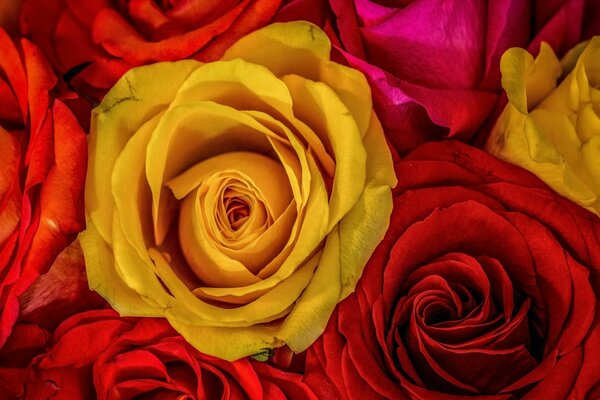Zusammensetzung aus frischen Rosen