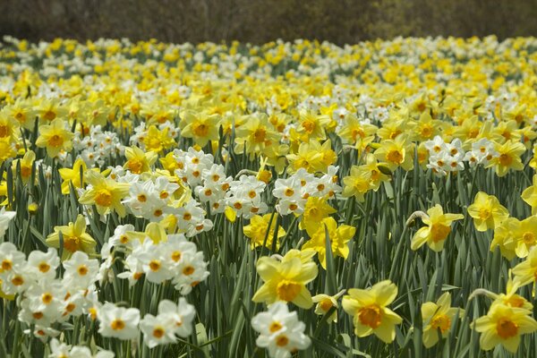 Piantagione primaverile di narcisi gialli e bianchi