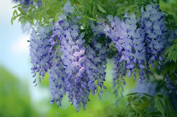 Glycine envoûtante, fleurs fabuleuses