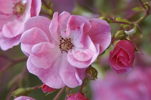 Blooming branch of pink rosehip