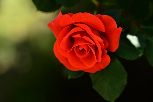 The bud of a bright red beautiful rose