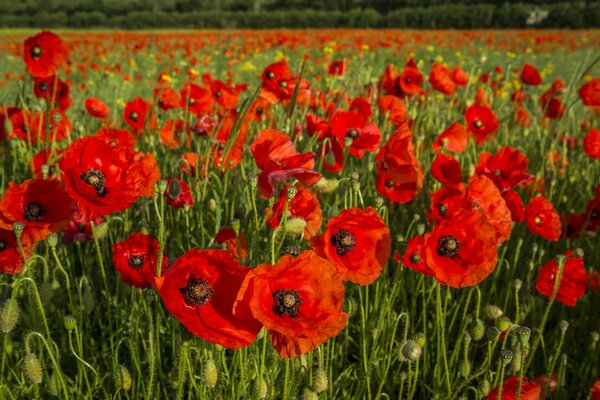 Campo rosso dei boccioli di papavero