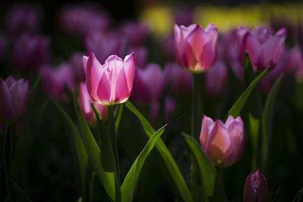 The flower bed is full of pink tulips