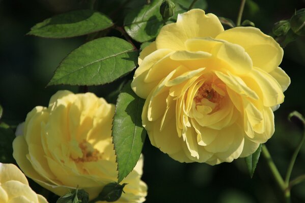 Yellow roses are like the sun