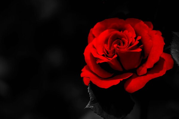 Red rose on a black background