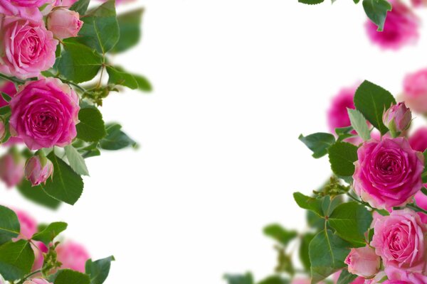 Wallpaper. Rosebuds. Flowering plants