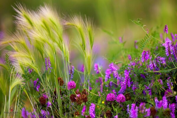 Pink and purple charm in the meadow