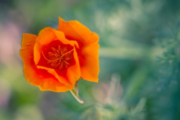 Orange California poppy on the desktop