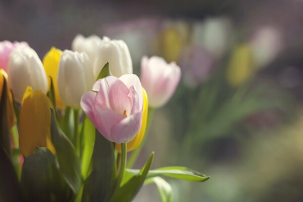 Die besten Blumen bis zum 8. März