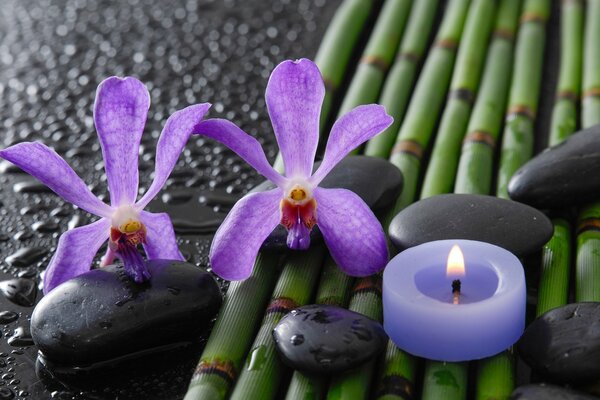 Orchidées et pierres de spa sur bambou