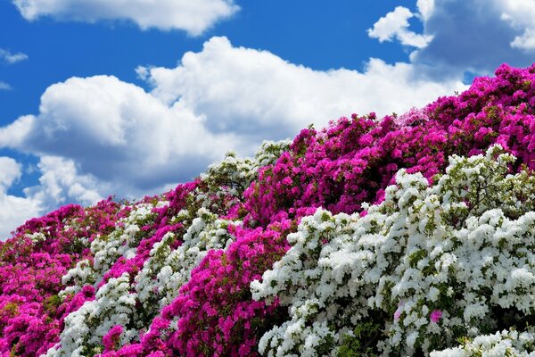 Arbustos de Azalea elegantes contra las nubes
