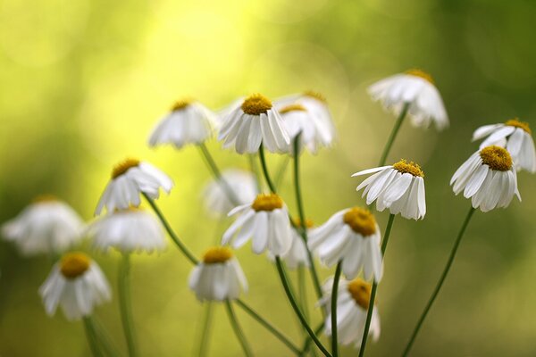 Daisies on a blurry background wither